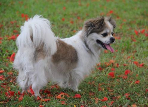 世界十大小型犬排名,迷你雪納瑞是優(yōu)良家庭犬,比熊犬?huà)尚?qiáng)健