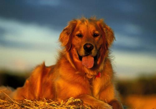 世界上最可愛的犬類排名,斗牛犬具有戰(zhàn)斗力,博美適合當(dāng)伴侶犬