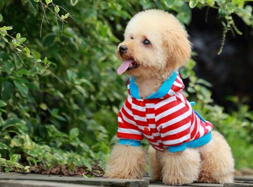 世界上最可愛的犬類排名,斗牛犬具有戰(zhàn)斗力,博美適合當(dāng)伴侶犬