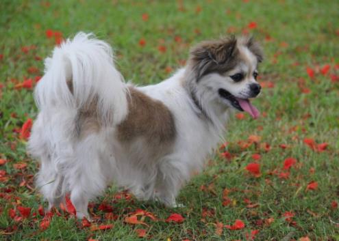 世界十大小型犬排名,迷你雪納瑞是優(yōu)良家庭犬,比熊犬?huà)尚?qiáng)健