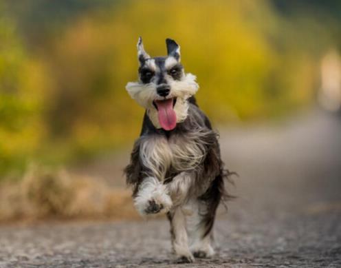 世界上最可愛的犬類排名,斗牛犬具有戰(zhàn)斗力,博美適合當(dāng)伴侶犬