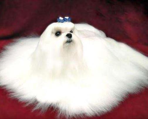 世界十大小型犬排名,迷你雪納瑞是優(yōu)良家庭犬,比熊犬?huà)尚?qiáng)健