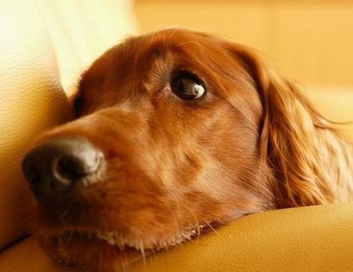 世界上最可愛的犬類排名,斗牛犬具有戰(zhàn)斗力,博美適合當(dāng)伴侶犬