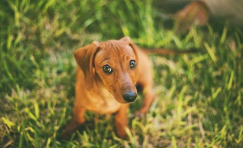 世界上最可愛的犬類排名,斗牛犬具有戰(zhàn)斗力,博美適合當(dāng)伴侶犬