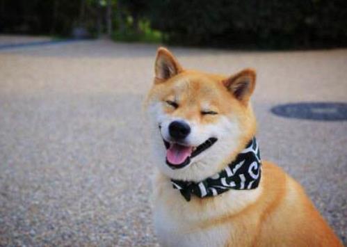 世界中型犬排行榜,葡萄牙水犬英勇無畏,薩摩耶稱為“微笑天使”