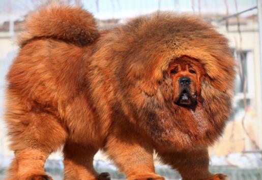 世界最具氣質的十大名犬,薩摩耶高貴文雅,哈士奇人氣超高
