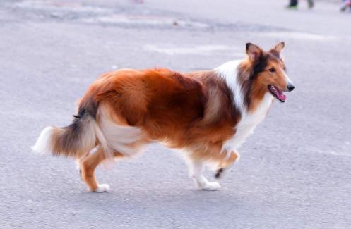 世界最具氣質的十大名犬,薩摩耶高貴文雅,哈士奇人氣超高