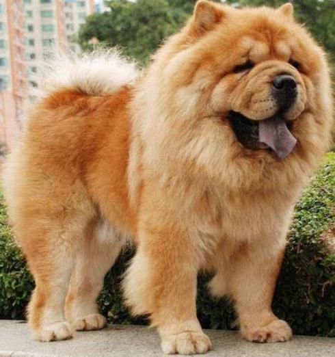 世界最具氣質的十大名犬,薩摩耶高貴文雅,哈士奇人氣超高
