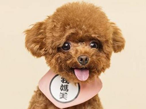 最受歡迎的小型寵物狗排名,泰迪長相可愛,吉娃娃運動量不大