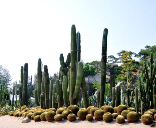廈門旅游必去十大景點,鼓浪嶼海灘優美,鐵路公園是帶狀公園