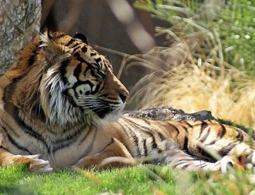 貓科動物速度排名,獵豹最高時速115公里每小時,細(xì)腰貓體型小