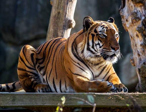 貓科動物速度排名,獵豹最高時速115公里每小時,細(xì)腰貓體型小