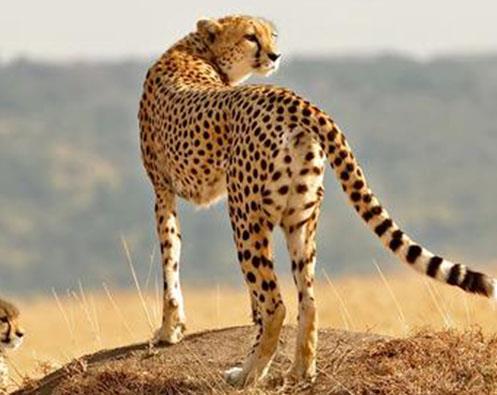 貓科動物速度排名,獵豹最高時速115公里每小時,細(xì)腰貓體型小