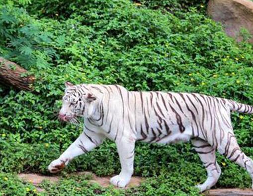 貓科動物速度排名,獵豹最高時速115公里每小時,細(xì)腰貓體型小