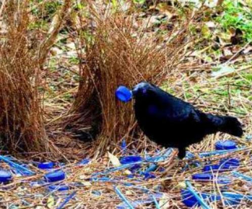 世界十大最浪漫的動物排名,河豚、倭黑猩猩很長情
