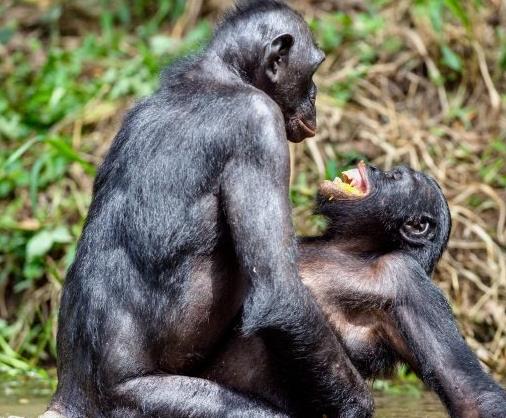 世界十大最浪漫的動物排名,河豚、倭黑猩猩很長情