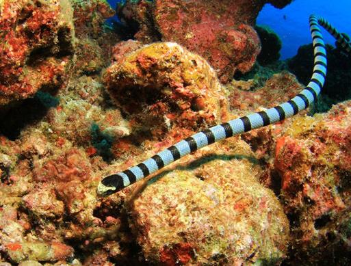 地球十大可怕海洋生物排名,箱形水母很危險,藍紋章魚能殺人