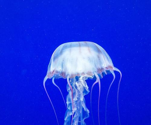 地球十大可怕海洋生物排名,箱形水母很危險,藍紋章魚能殺人