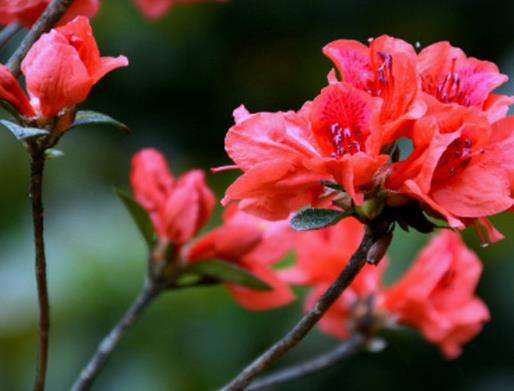十大不吉利花排行榜,繡球花不建議家養,含羞草影響家中和氣