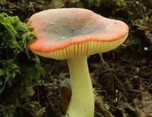 世界十大毒菇排名,白毒傘誤食會器官衰竭,秋生盔孢傘有劇毒