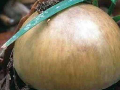 世界十大毒菇排名,白毒傘誤食會器官衰竭,秋生盔孢傘有劇毒