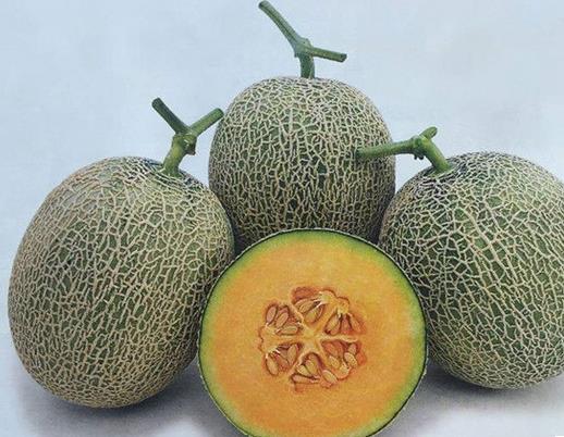 十大甜瓜品種大全排名,長香玉屬哈密瓜,香妃甜瓜口感綿軟