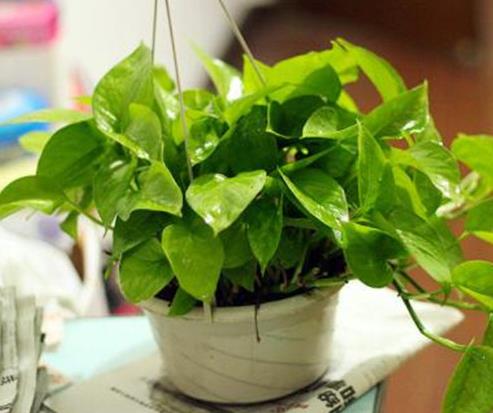 室內(nèi)最好養(yǎng)的植物排名,吊蘭最好養(yǎng),綠蘿可以預(yù)防輻射
