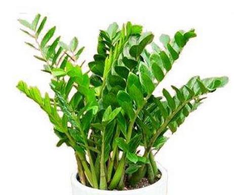 室內(nèi)最好養(yǎng)的植物排名,吊蘭最好養(yǎng),綠蘿可以預(yù)防輻射