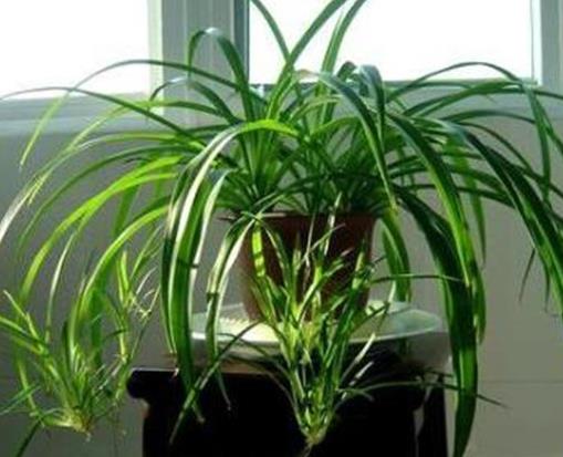 室內(nèi)最好養(yǎng)的植物排名,吊蘭最好養(yǎng),綠蘿可以預(yù)防輻射