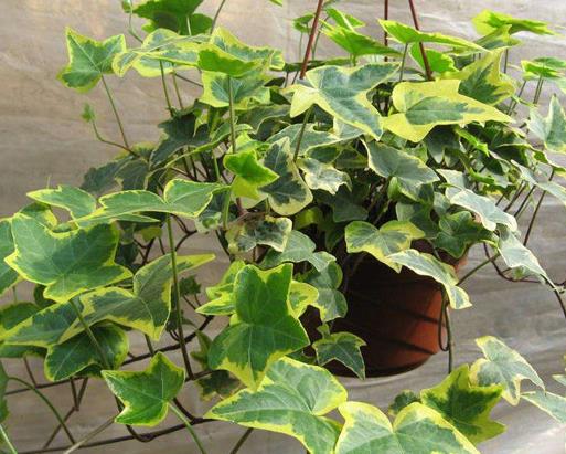 室內(nèi)最好養(yǎng)的植物排名,吊蘭最好養(yǎng),綠蘿可以預(yù)防輻射