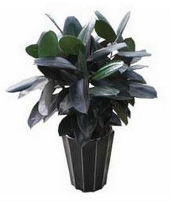 室內(nèi)最好養(yǎng)的植物排名,吊蘭最好養(yǎng),綠蘿可以預(yù)防輻射