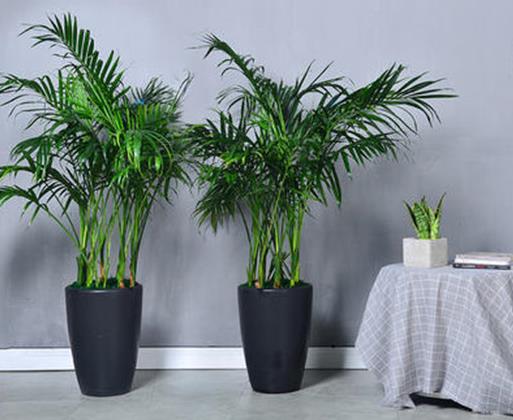 室內(nèi)最好養(yǎng)的植物排名,吊蘭最好養(yǎng),綠蘿可以預(yù)防輻射