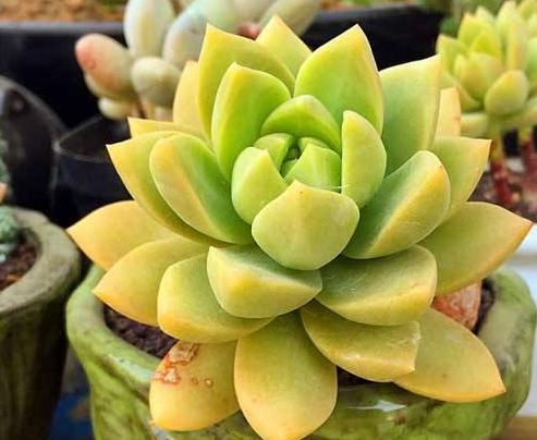 十種適合新手養(yǎng)殖的多肉植物,黃麗可愛(ài)美觀(guān),乙女心很有喜感