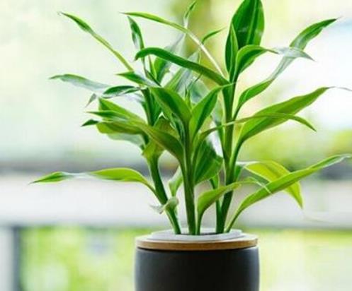 十大室內最好養的植物排名,蘆薈能祛疤,吊蘭可以過濾空氣