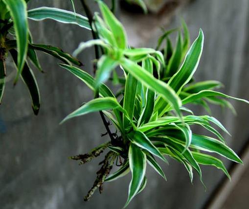 十大室內最好養的植物排名,蘆薈能祛疤,吊蘭可以過濾空氣