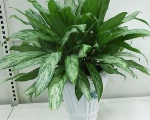 十大室內最好養的植物排名,蘆薈能祛疤,吊蘭可以過濾空氣
