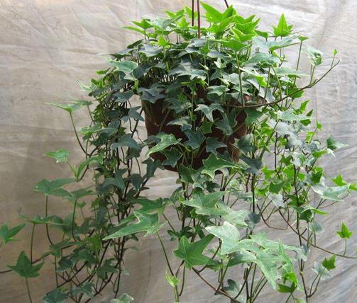 十大室內最好養的植物排名,蘆薈能祛疤,吊蘭可以過濾空氣