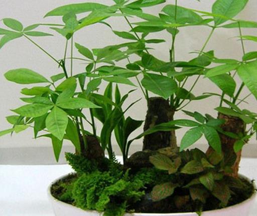 十大室內最好養的植物排名,蘆薈能祛疤,吊蘭可以過濾空氣
