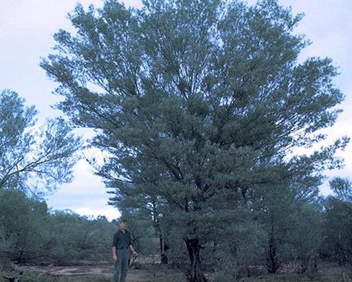世界上生長速度最快的植物,竹子重新種植很容易,雜交楊樹受歡迎