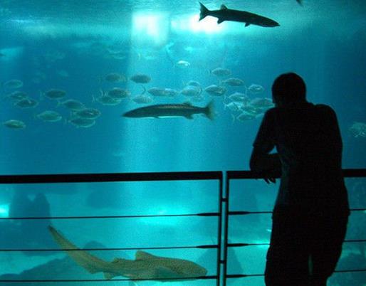 世界十大水族館排名,亞特蘭大喬治亞水族館是西半球最大水族館