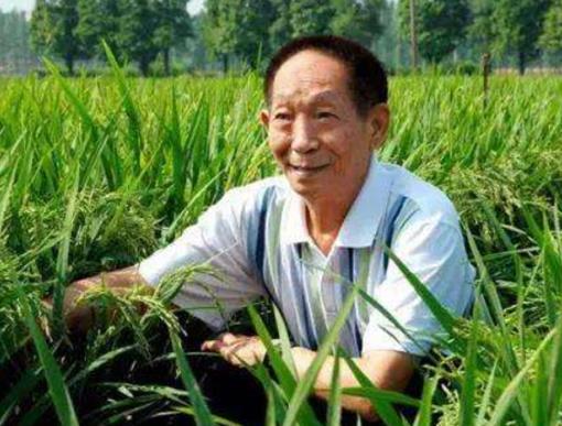 中國五位頂尖的科學家,錢學森是中國導彈之父、袁隆平是雜交水稻之父