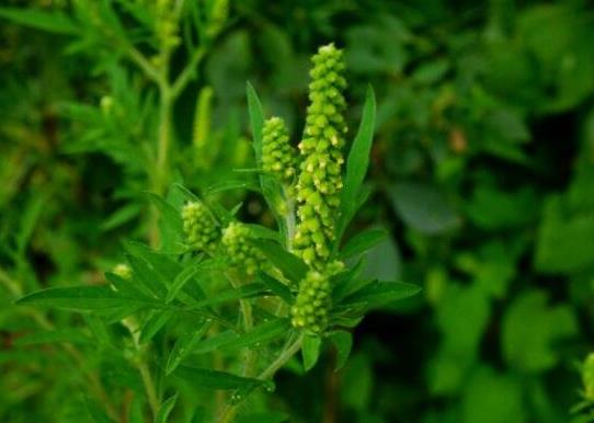 中國十大外來入侵物種,福壽螺繁殖迅速、紫莖澤蘭是有害生物