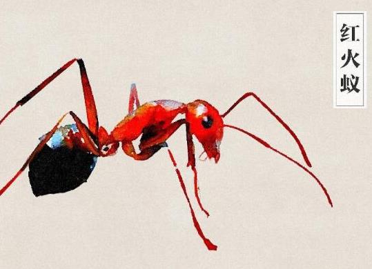 中國十大外來入侵物種,福壽螺繁殖迅速、紫莖澤蘭是有害生物
