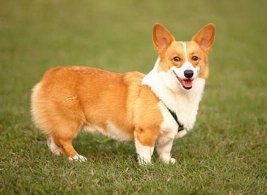 十大適合家養的小型犬,博美犬聰明活潑、馬爾濟斯外表雍容華貴