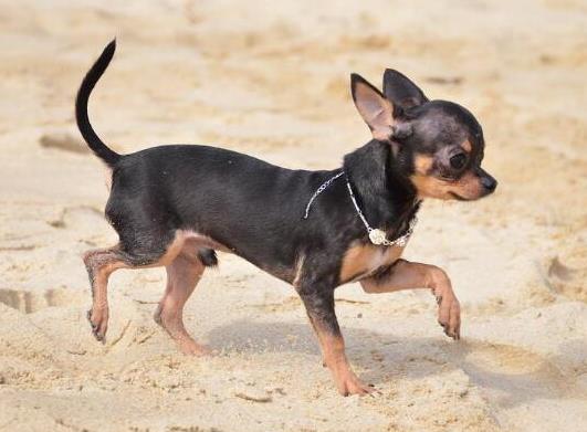 十大適合家養的小型犬,博美犬聰明活潑、馬爾濟斯外表雍容華貴