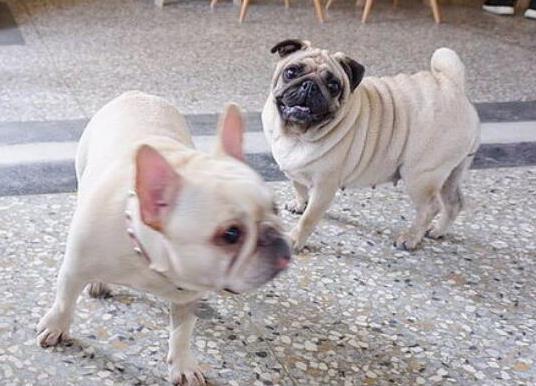 十大適合家養的小型犬,博美犬聰明活潑、馬爾濟斯外表雍容華貴