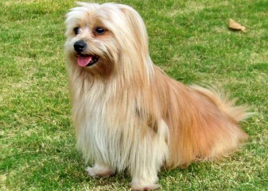 十大適合家養的小型犬,博美犬聰明活潑、馬爾濟斯外表雍容華貴