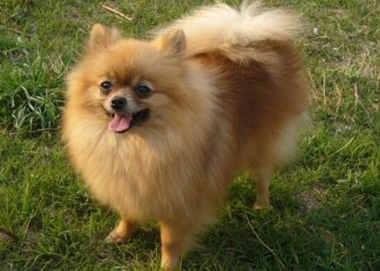 十大適合家養的小型犬,博美犬聰明活潑、馬爾濟斯外表雍容華貴