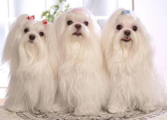 十大適合家養的小型犬,博美犬聰明活潑、馬爾濟斯外表雍容華貴