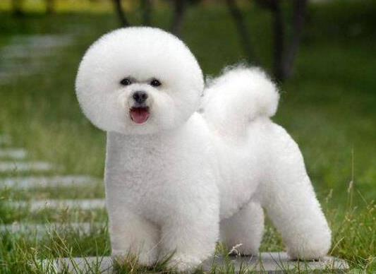 十大適合家養的小型犬,博美犬聰明活潑、馬爾濟斯外表雍容華貴